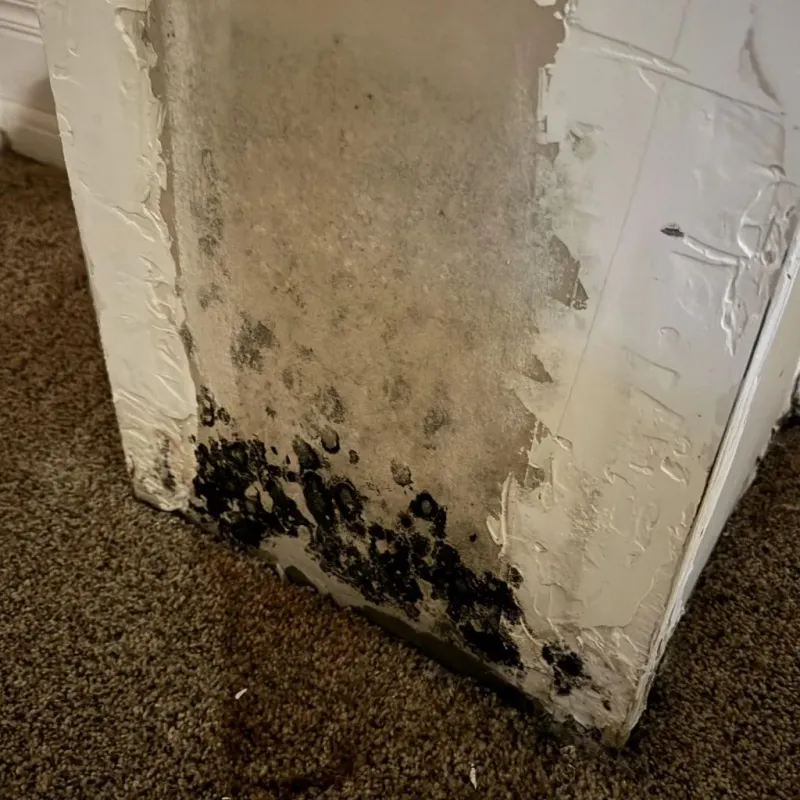 Professional Mold Removal in Yorkshire, VA